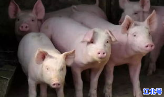 洛阳疫情感染人数最新消息？猪疫情最新消息