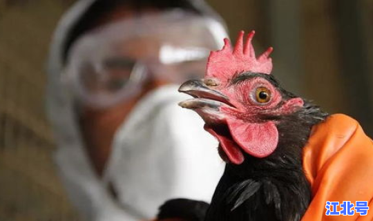 四川出现禽流感(得了禽流感的第一症状)