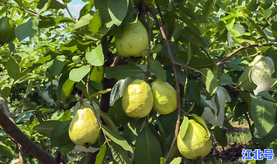 广州哪里有采摘园？广州番禺番石榴采摘园