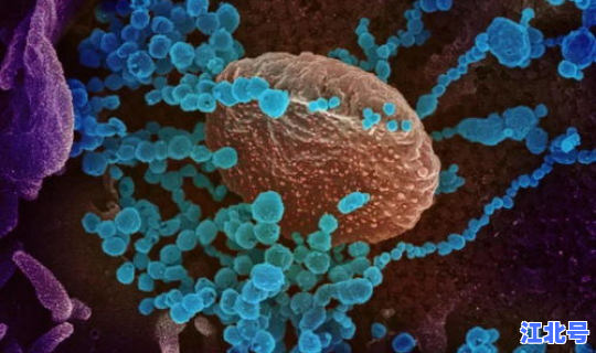 国内首例变异新冠病毒 冠形病毒