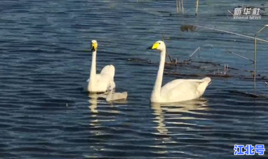 新疆疫情疫情最新消息？新疆天鹅疫情