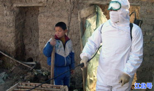 新疆疫情11月？新疆爆发禽流感