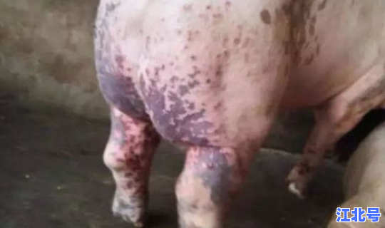 德尔塔猪病毒的症状，猪瘟是什么病毒