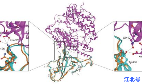 新型冠状病毒二类是什么意思(新冠病毒属于a型还是b型)