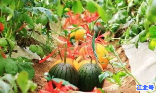 推荐广州摘水果的地方 品种多，广州哪里有采摘水果的地方