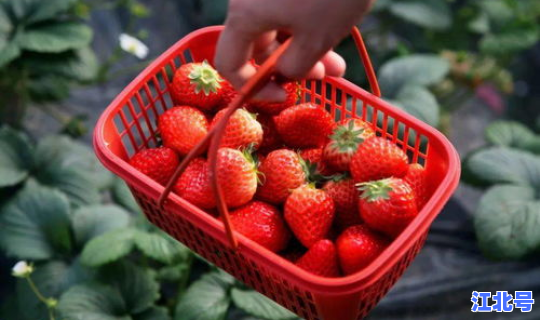 广州摘水果农场有哪些？广州哪里有果园可以摘果的