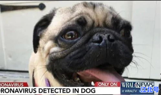 新冠病毒跟人类共存，人类要与新冠共存吗