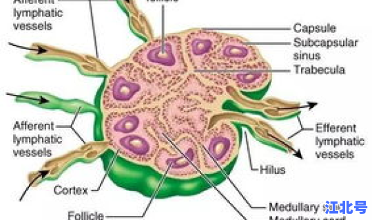 肠系膜淋巴结炎的病因及临床表现？肠系膜淋巴结炎的病因
