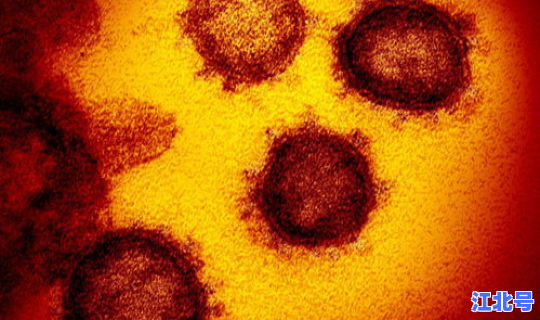 新冠的主要医生(新型冠状)