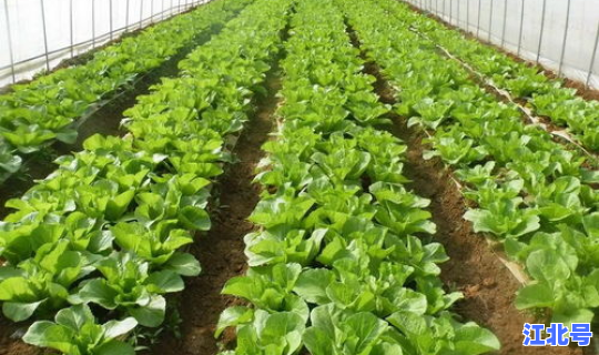 广州哪里可以摘菜种植？广州蔬菜种植基地在哪里