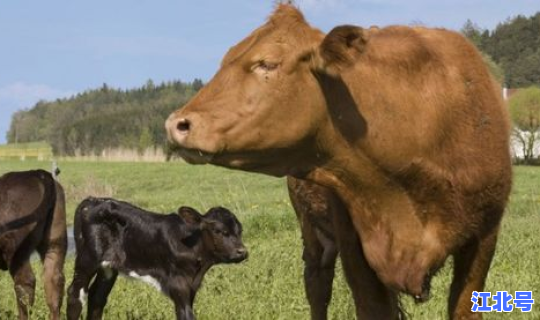 新冠无感染国家有补贴吗(养20头牛国家补贴多少)