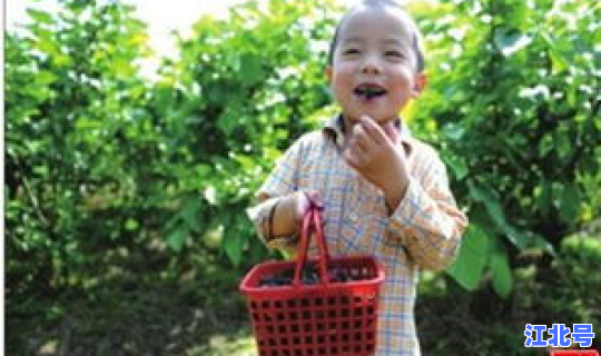 广州采摘园去哪好 佛山果园采摘基地